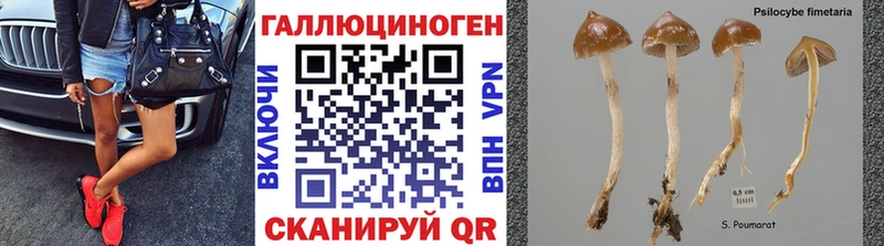 где найти наркотики  shop официальный сайт  kraken рабочий сайт  Галлюциногенные грибы Magic Shrooms  Череповец 
